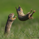 Imagen para el artículo titulado Estas son las fotos de animales más divertidas de 2021, según los Comedy Wildlife Photography Awards